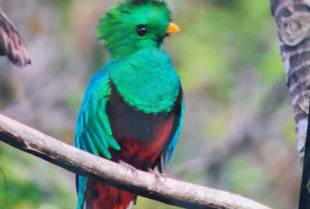 Buscando al quetzal por Guatemala