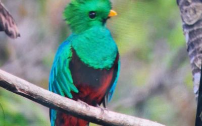 Buscando al quetzal por Guatemala